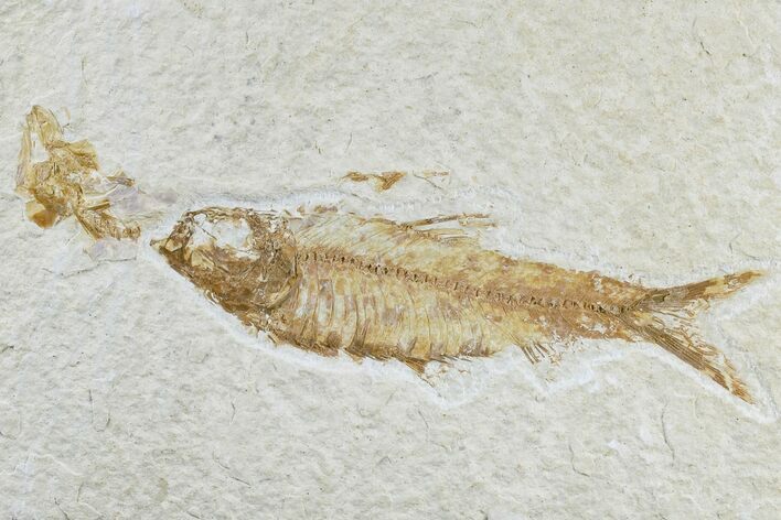 Detailed Fossil Fish (Knightia) - Wyoming #165867